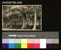 日治台灣所見高雄旗後椰子林明信片藏品圖，第2張